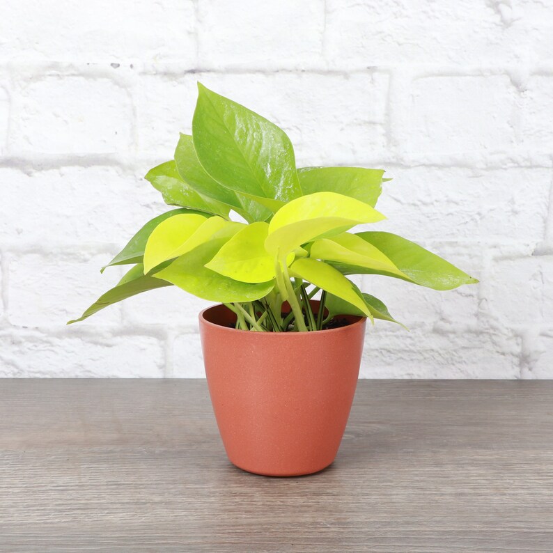 May include: A small potted plant with bright yellow leaves in a terracotta pot. The plant is sitting on a wooden surface in front of a white brick wall.