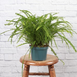 Lemon Button Fern | 6&quot; Diameter Plant | Live Houseplant | Thorsen&#39;s Greenhouse
