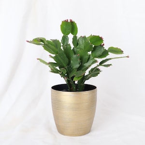 May include: A green Christmas cactus plant with pink buds growing in a gold pot. The pot has a textured, striped design.