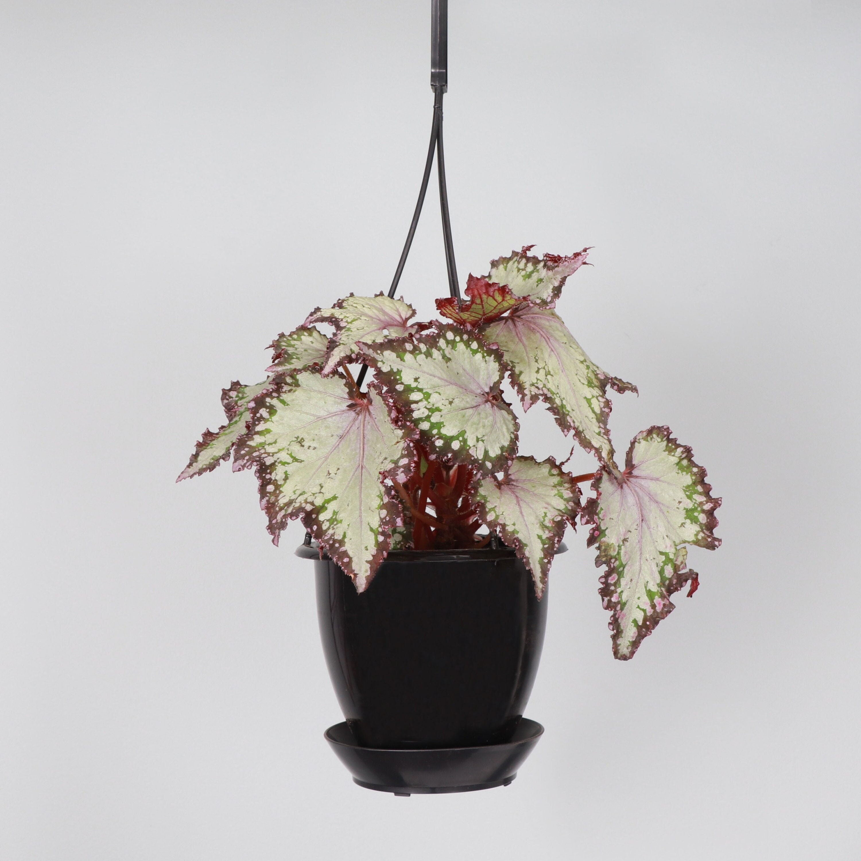 Assorted Rex Begonia Hanging Pot 4 Diameter Plant - Etsy.de