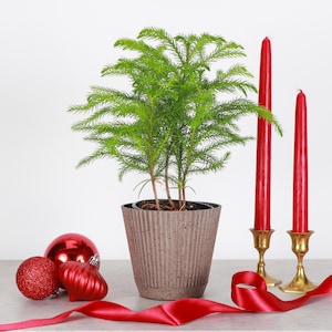 May include: A potted Norfolk Island pine with vibrant green foliage, set against a neutral backdrop. Two tall red candles in gold holders flank the plant. Red ornaments and a red ribbon complete the festive arrangement.