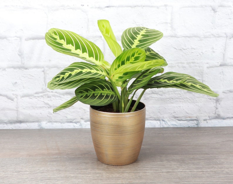 Lemon Lime Prayer Plant Classic Pot 4 Diameter Plant Pet Safe Live Houseplant Thorsen's Greenhouse Gold