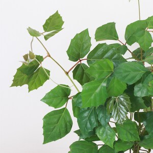 K&ouml;nnte beinhalten: Nahaufnahme einer gr&uuml;nen Rebe mit vielen Bl&auml;ttern. Die Bl&auml;tter sind gez&auml;hnt und haben eine spitze Spitze. Die Rebe w&auml;chst an einer wei&szlig;en Wand hoch.