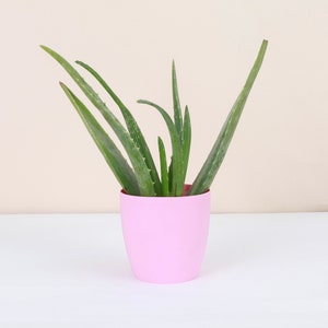 Aloe Vera Plant | Classic Pot | 4&quot; Diameter Plant | Live Houseplant | Thorsen&#39;s Greenhouse