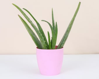 Aloe Vera Plant | Classic Pot | 4" Diameter Plant | Live Houseplant | Thorsen's Greenhouse