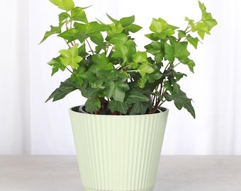 Green English Ivy | 4" Diameter Plant | Live Houseplant | Multiple Options