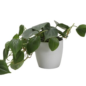 May include: A houseplant in a white ceramic pot, featuring trailing stems with heart-shaped, dark green leaves. The plant's foliage spills over the sides of the pot, creating a full, cascading effect. The pot has a simple, modern design.