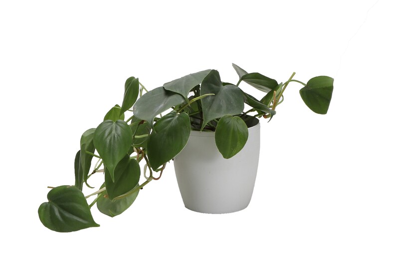 May include: A houseplant in a white ceramic pot, featuring trailing stems with heart-shaped, dark green leaves. The plant's foliage spills over the sides of the pot, creating a full, cascading effect. The pot has a simple, modern design.