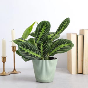 May include: A green potted plant with large, dark green leaves with light green veins. The plant is in a light green pot with vertical ridges. The pot is sitting on a light gray surface.