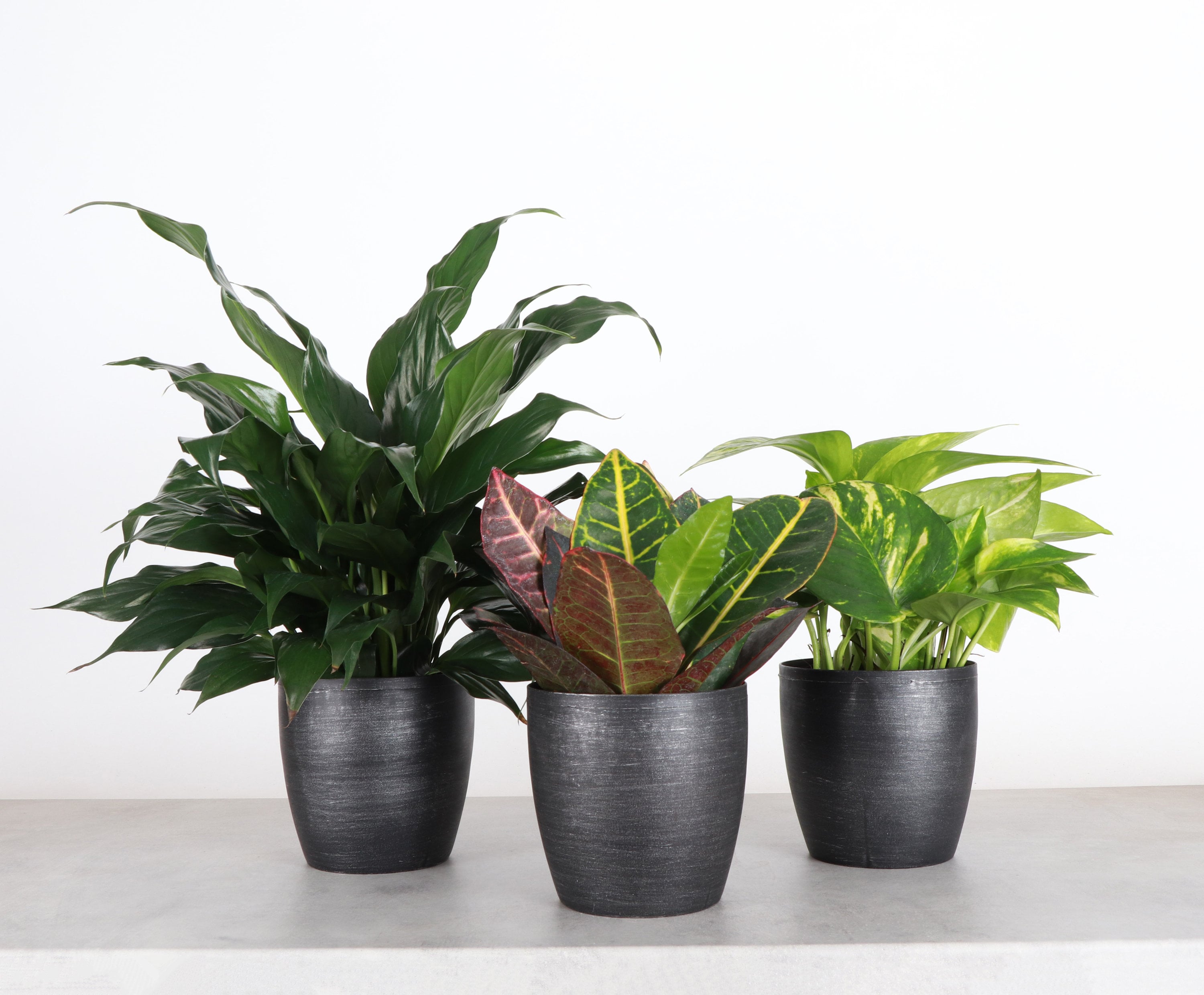 Plant in Pot Base Color: Brown