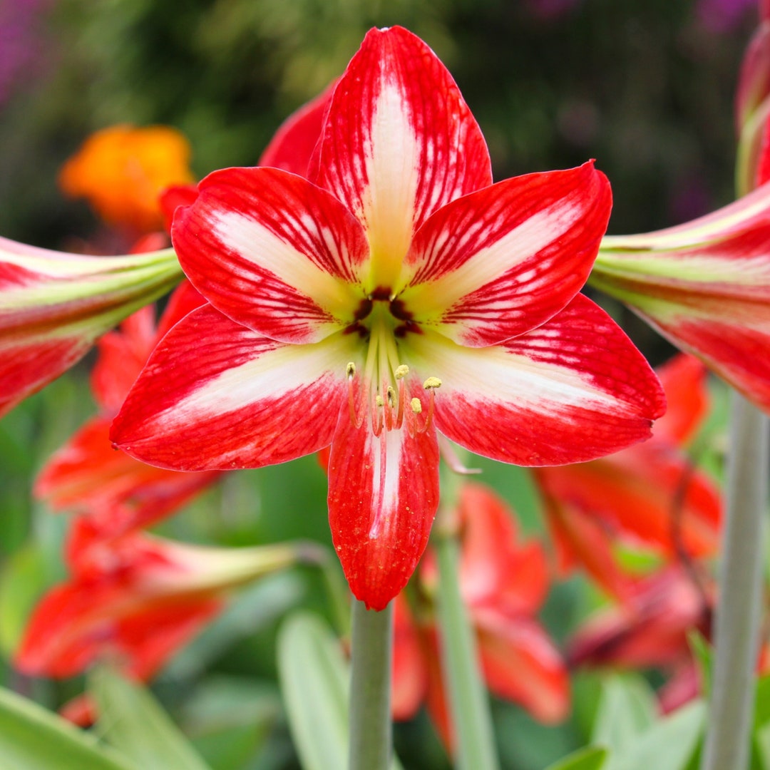 Hot Lips Amaryllis Bulb Grow Kit Grow It Yourself Live Etsy