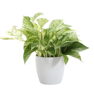May include: A houseplant in a white pot, featuring green and white variegated leaves. The plant has a full, lush appearance, with leaves displaying a marbled pattern of green and white. The pot is a simple, rounded design, set against a white backdrop.