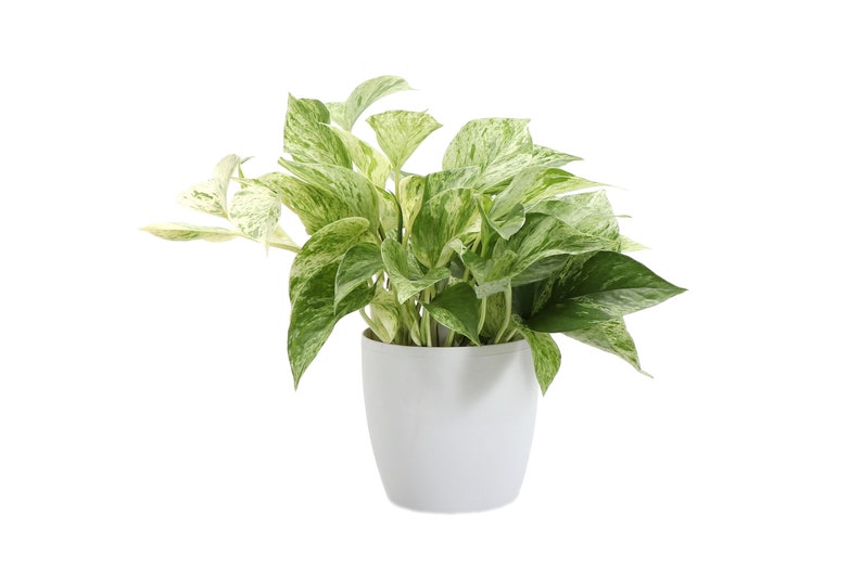 May include: A houseplant in a white pot, featuring green and white variegated leaves. The plant has a full, lush appearance, with leaves displaying a marbled pattern of green and white. The pot is a simple, rounded design, set against a white backdrop.