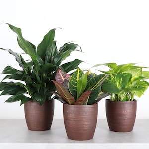 Air Cleaning Plant Set | 4&quot; Diameter Plants | Live Houseplants | Thorsen&#39;s Greenhouse