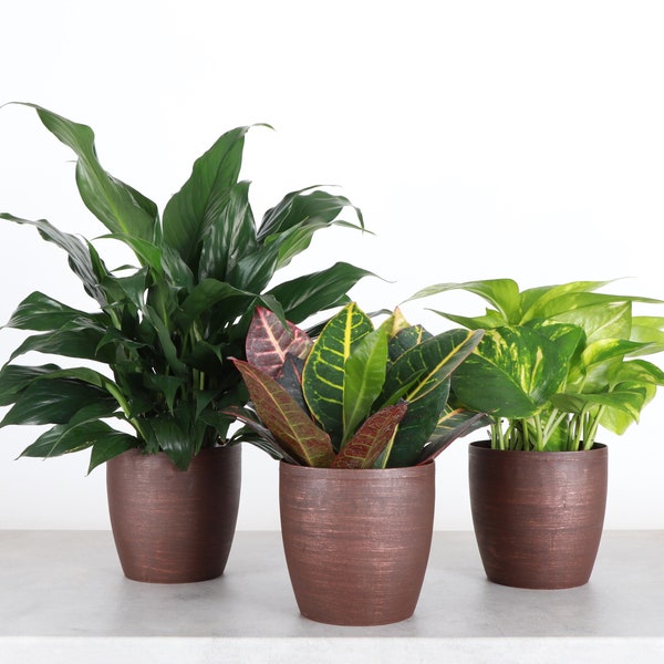 Ensemble de stations d'épuration | Plantes de 4 po. de diamètre | Plantes d'intérieur vivantes | Serre de Thorsen