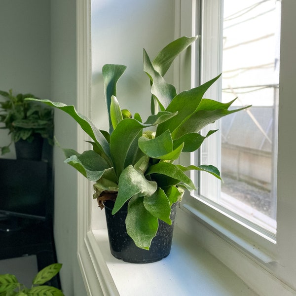 Staghorn Fern | 6" Diameter Plant | Live Houseplant | Thorsen's Greenhouse