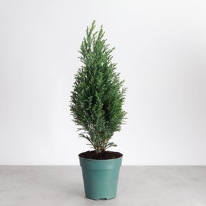 May include: A small, evergreen conifer tree in a teal-colored plastic pot. The tree has dense, blue-green foliage and a conical shape. The pot is filled with dark soil. The background is a plain white wall and a gray floor.