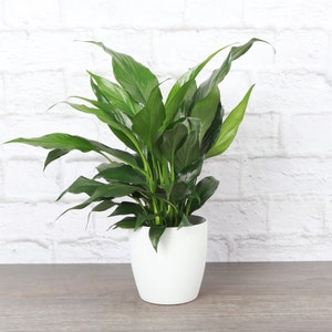 Peace Lily | Classic Pot | 4" Diameter Plant | Live Houseplant | Thorsen's Greenhouse