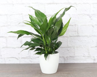 Peace Lily | Classic Pot | 4" Diameter Plant | Live Houseplant | Thorsen's Greenhouse