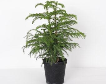 Norfolk Pine | 6" Diameter Plant | Live Houseplant | Thorsen's Greenhouse