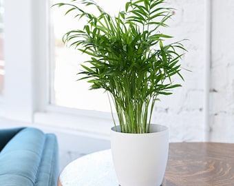 Neanthe Bella Palm | Classic Pot | 4" Diameter Plant | Live Houseplant | Thorsen's Greenhouse