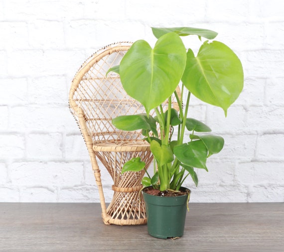 plant table indoor Belleze 63