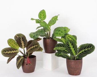 Prayer Plant Trio | Classic Pots | 4" Diameter Plants | Pet Safe | Live Houseplants | Thorsen's Greenhouse