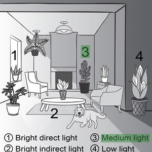 May include: Illustration of a living room with plants and a dog, highlighting different light conditions: bright direct, bright indirect, medium, and low light. The room features furniture and a fireplace.