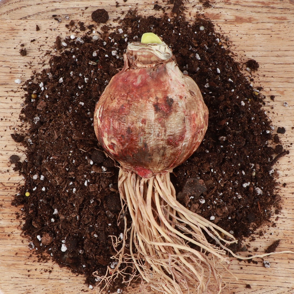 Hot Lips Amaryllis Bulb Grow Kit Grow It Yourself Live Etsy