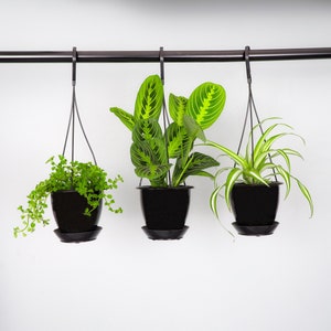 Hanging Pet Friendly Plant Set | 4" Diameter Plants | Live Houseplants | Thorsen's Greenhouse