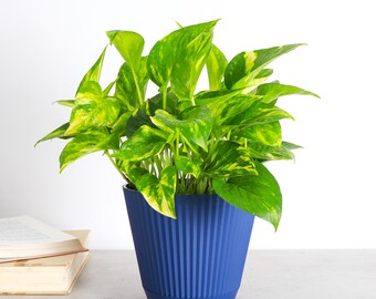 Golden Pothos | 6" Diameter Plant | Live Houseplant | Thorsen's Greenhouse