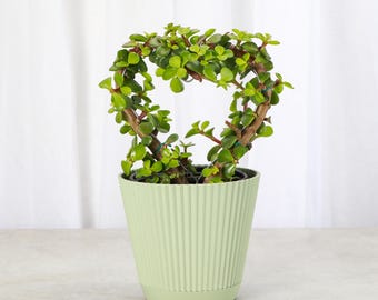 Jade Heart Bonsai | 4" Diameter Plant | Live Houseplant | Thorsen's Greenhouse