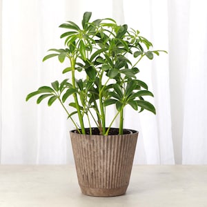 Arboricola Plant | 4" Diameter Plant | Live Houseplant | Multiple Options