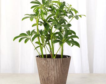 Arboricola Plant | 4" Diameter Plant | Live Houseplant | Multiple Options