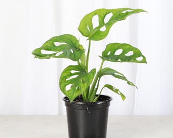 Swiss Cheese Plant | 4" Diameter Plant | Live Houseplant | Thorsen's Greenhouse