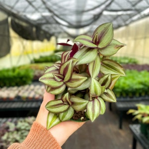 Tradescantia Zebrina | 4&quot; Diameter Plant | Live Houseplant | Multiple Options