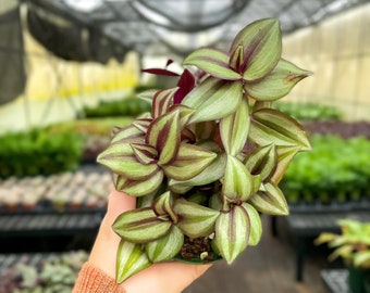 Tradescantia Zebrina | 4" Diameter Plant | Live Houseplant | Multiple Options