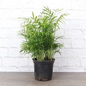 Neanthe Bella Palm | 6" Diameter Plant | Live Houseplant | Thorsen's Greenhouse