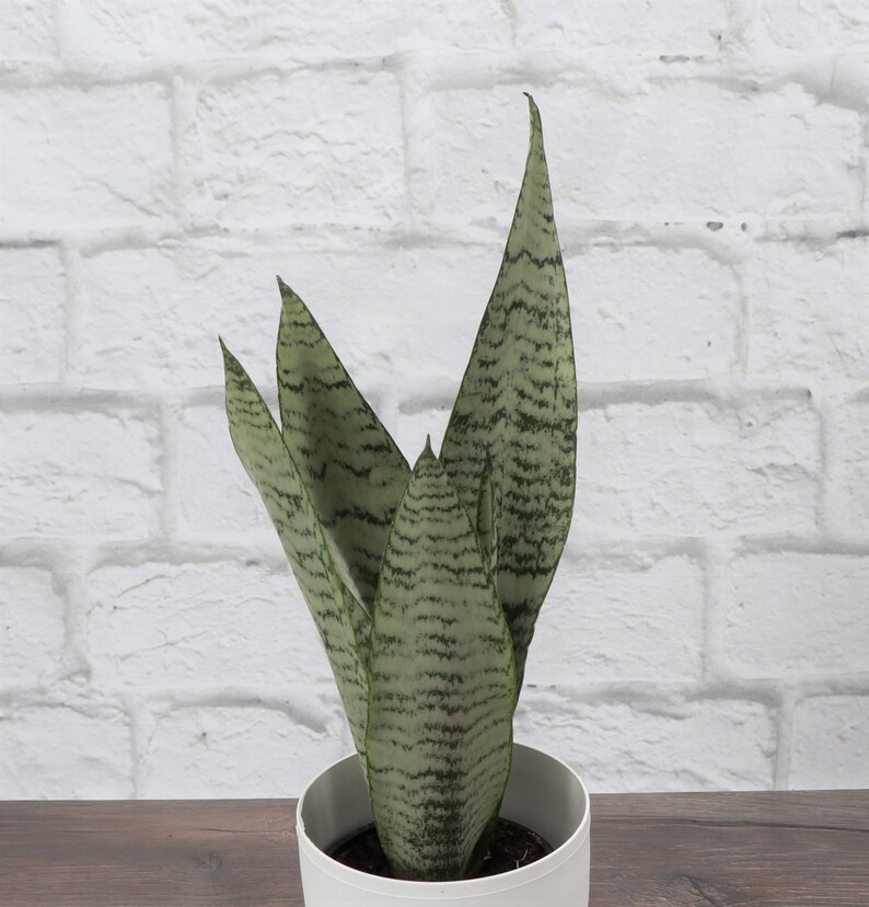 Silver Queen Snake Plant | Etsy