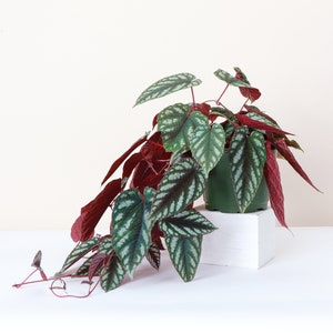 Cissus Discolor - Rex Begonia Vine | Live Houseplant | Multiple Options