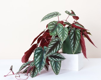 Cissus Discolor - Rex Begonia Vine | Live Houseplant | Multiple Options