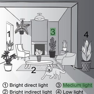 May include: A diagram showing different light levels for houseplants.  The numbers 1, 2, 3, and 4 are circled and correspond to the text below the image: ① Bright direct light ② Bright indirect light ③ Medium light ④ Low light.
