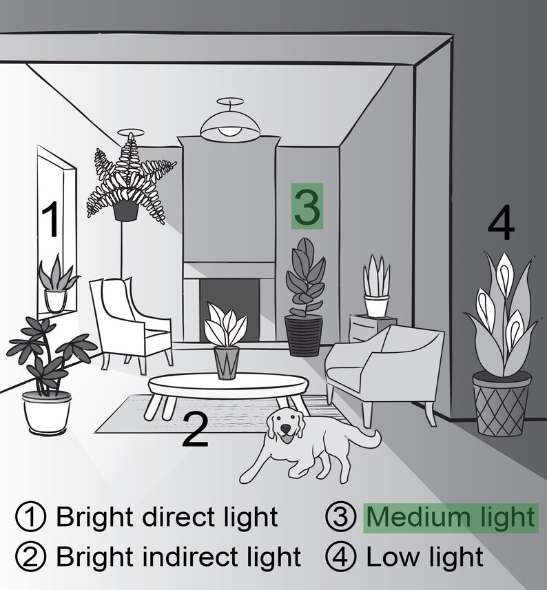 May include: A diagram showing different light levels for houseplants.  The numbers 1, 2, 3, and 4 are circled and correspond to the text below the image: ① Bright direct light ② Bright indirect light ③ Medium light ④ Low light.