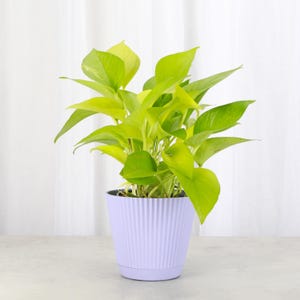 May include: A potted golden pothos plant with bright green leaves in a light purple planter with vertical ridges.