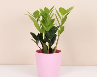 ZZ Plant | Classic Pot | 4" Diameter Plant | Live Houseplant | Thorsen's Greenhouse