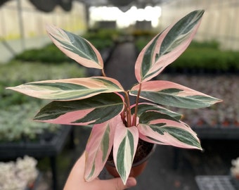 Stromanthe Triostar | 4" Diameter Plant | Live Houseplant | Thorsen's Greenhouse