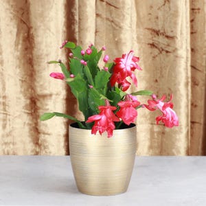 Holiday Cactus - Assorted Bloom Color | Christmas Cactus | Classic Pot | 4&quot; Diameter Plant | Live Houseplant | Thorsen&#39;s Greenhouse