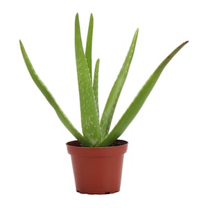 Aloe Vera Plant | 4&quot; Diameter Plant | Live Houseplant | Thorsen&#39;s Greenhouse