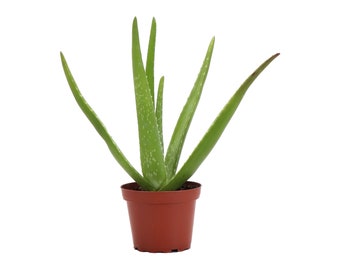 Aloe Vera Plant | 4" Diameter Plant | Live Houseplant | Thorsen's Greenhouse