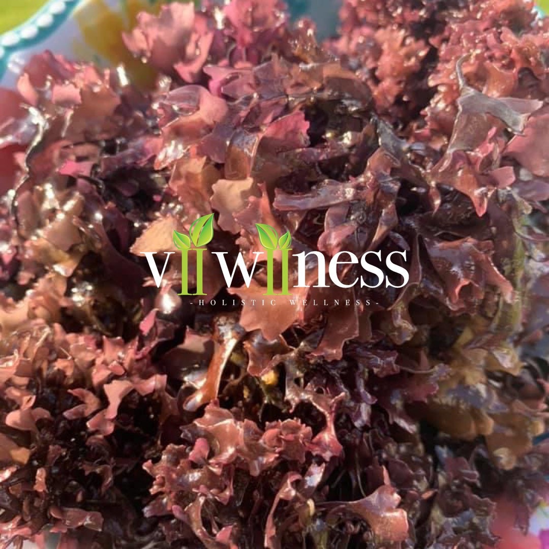 Chondrus Crispus Wild crafted sundried. High Quality! 1lb+